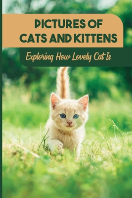 Pictures Of Cats And Kittens: Exploring How Lovely Cat Is: Real Pictures Of Kittens