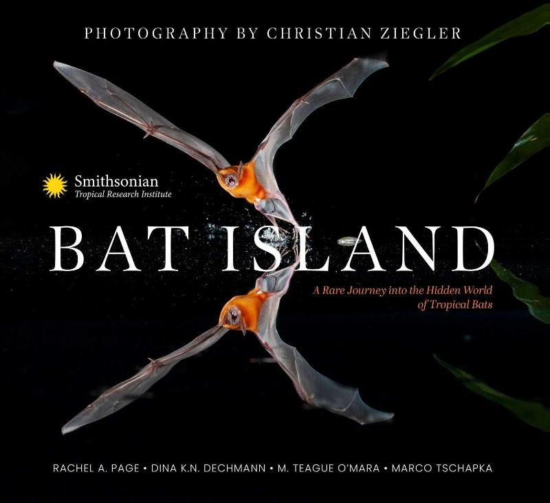 Bat Island